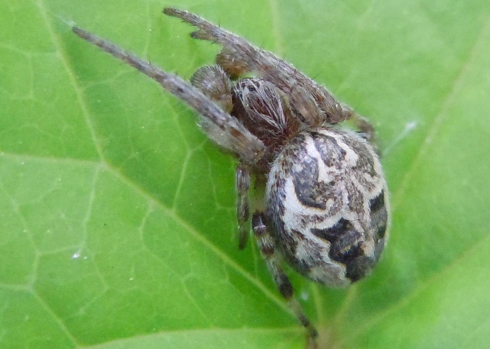 Larinioides sp. - Lago D''Averno (Na)